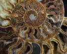 Split Ammonite Half - Crystal Pockets #7808-1